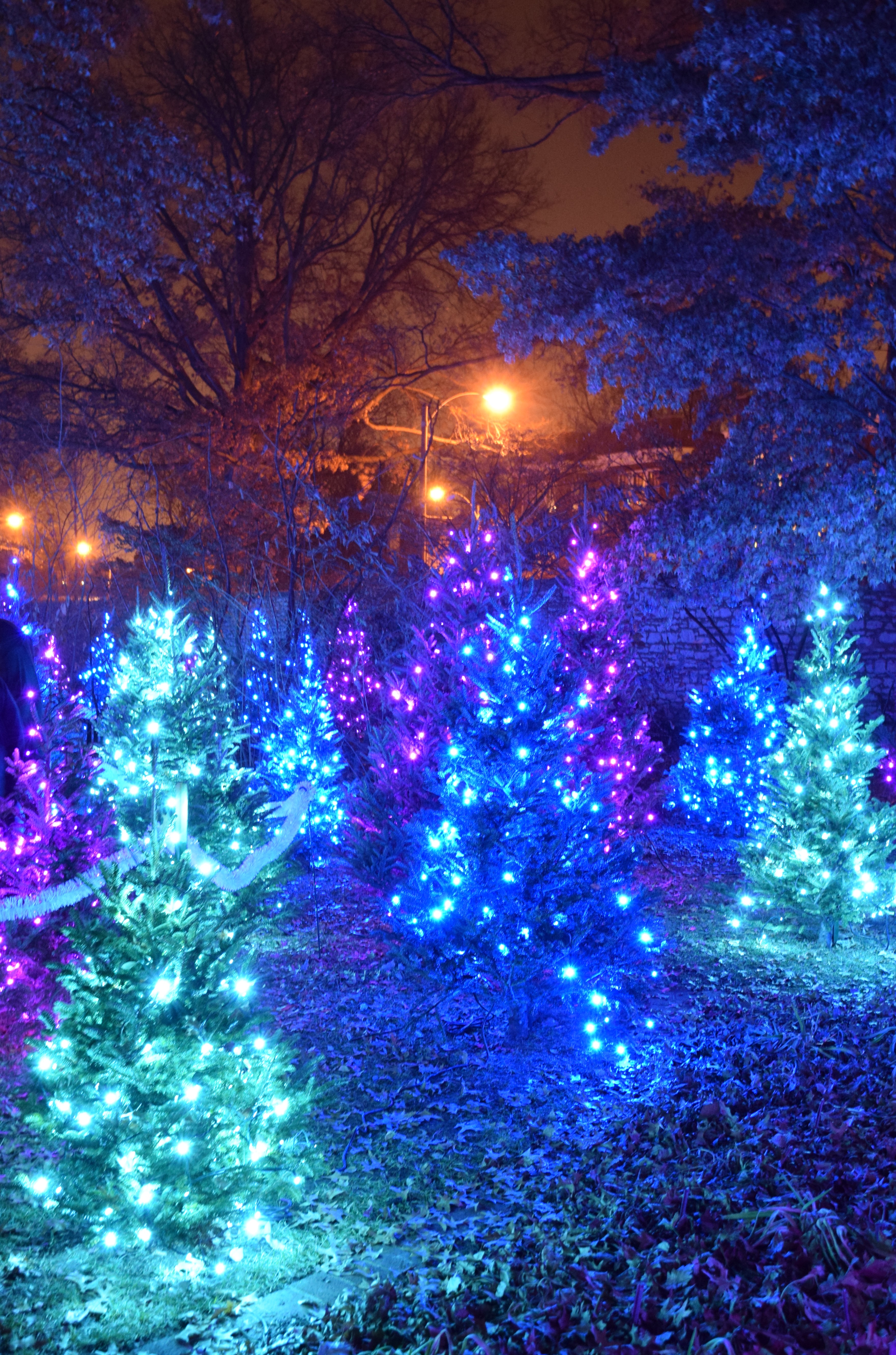 Botanical Gardens Christmas Lights - Periphery Art